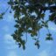 Breadfruit grows in Laura, on a lofty tree. The height exposes the tree to the elements, particularly winds that blow off the Pacific Ocean. Credit: Thomas Heaton/Civil Beat/2025
