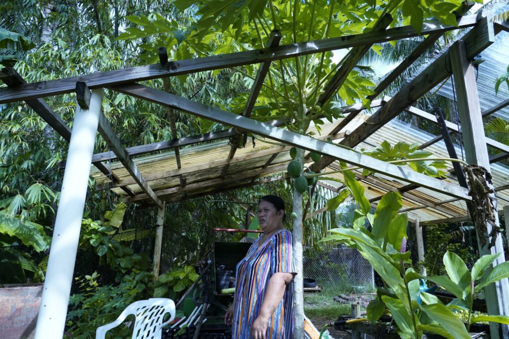 Lucia Manwe and her husband, Foster, run one of Laura’s most successful and prolific farms. They grow introduced crops like papaya alongside a long list of greens, and traditional crops, such as breadfruit and giant swamp taro.