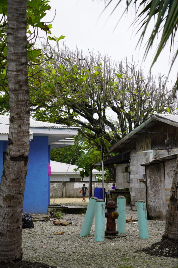 There is a stark contrast between the scraggly breadfruit trees in the center of urban Majuro and those in Laura, widely considered to be the most fertile part of the Marshall Islands. Credit: Thomas Heaton/Civil Beat