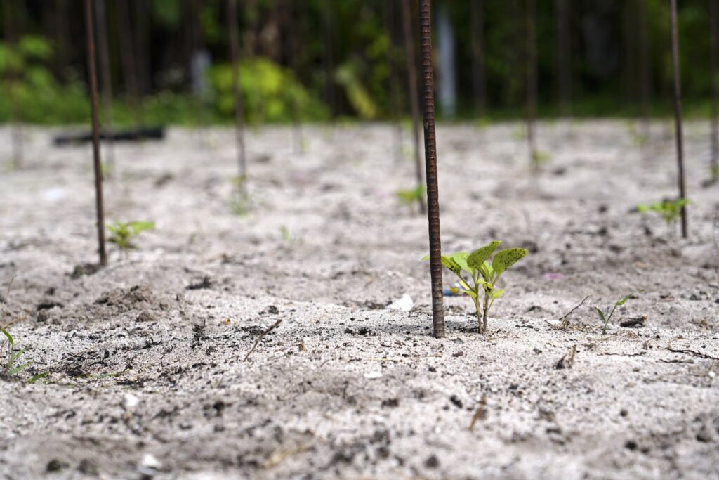 Farming in the Marshall Islands is extremely difficult because its soils are based on coral, rather than rock. It lacks adequate nutrients, including nitrogen and potassium. Credit: Thomas Heaton/Civil Beat