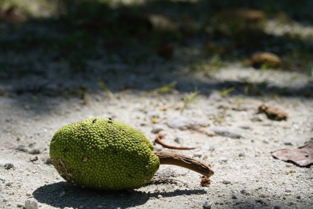 Breadfruit rots on the ground at Arno Atoll. Credit: Thomas Heaton/Civil Beat