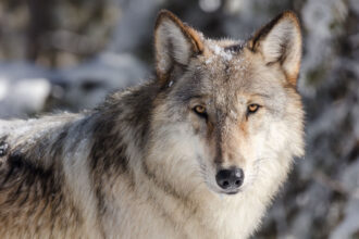 A wolf is seen near Yellowstone National Park’s Lower Geyser Basin in Wyoming. Credit: Jacob W. Frank/NPS