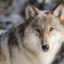 A wolf is seen near Yellowstone National Park’s Lower Geyser Basin in Wyoming. Credit: Jacob W. Frank/NPS