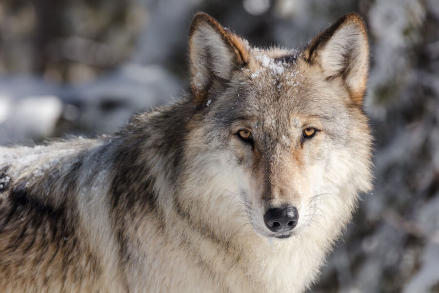 A wolf is seen near Yellowstone National Park’s Lower Geyser Basin in Wyoming. Credit: Jacob W. Frank/NPS
