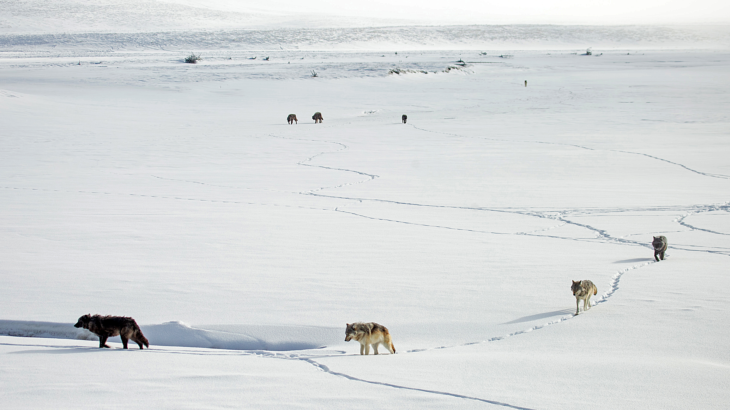 Wolves move through Hayden Valley in Yellowstone National Park. Credit: Ashton Hooker/NPS