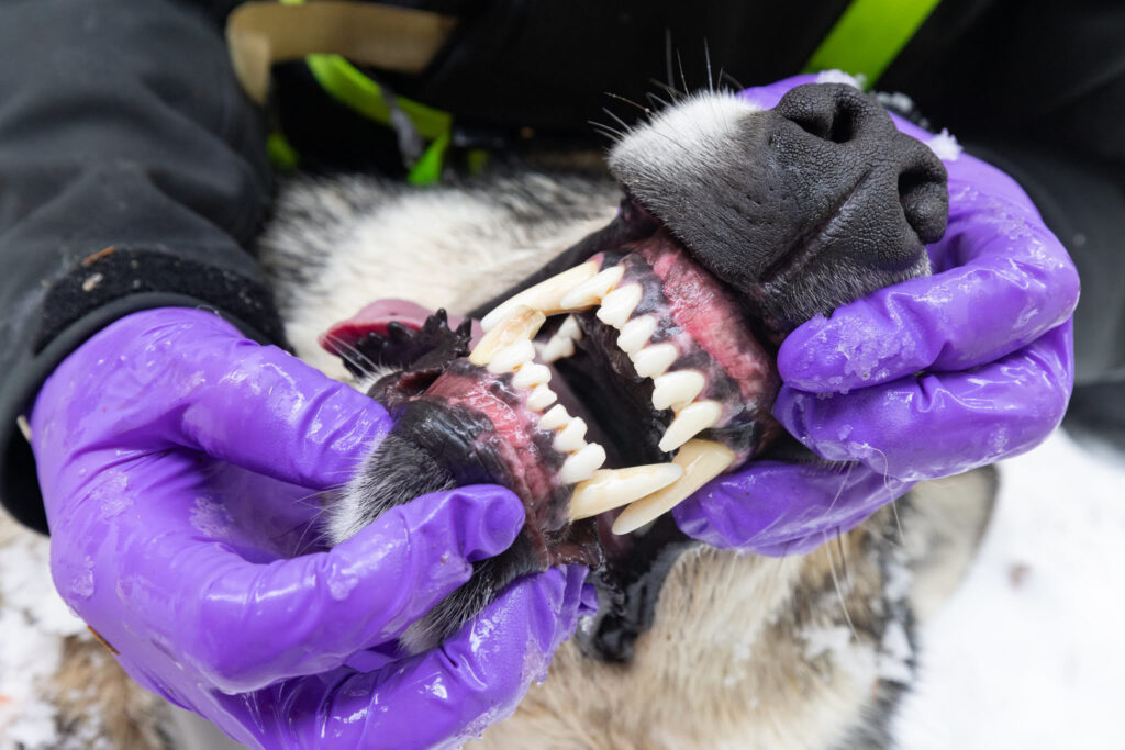 A wolf is examined by biologists during a capture in February 2024. Credit: Jacob W. Frank/NPS