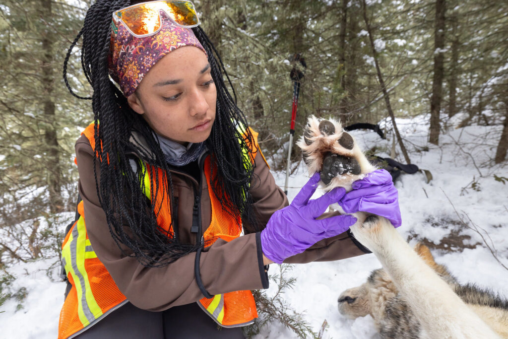 A wolf is examined by biologists during a capture in February 2024. Credit: Jacob W. Frank/NPS