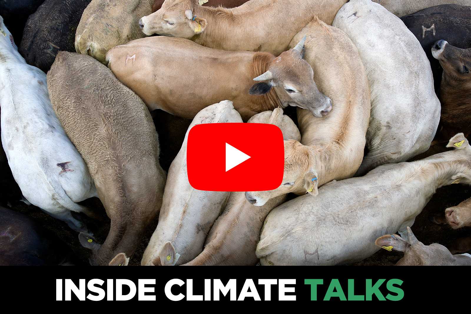 Can Pollution From Industrial Animal Agriculture Be Controlled?