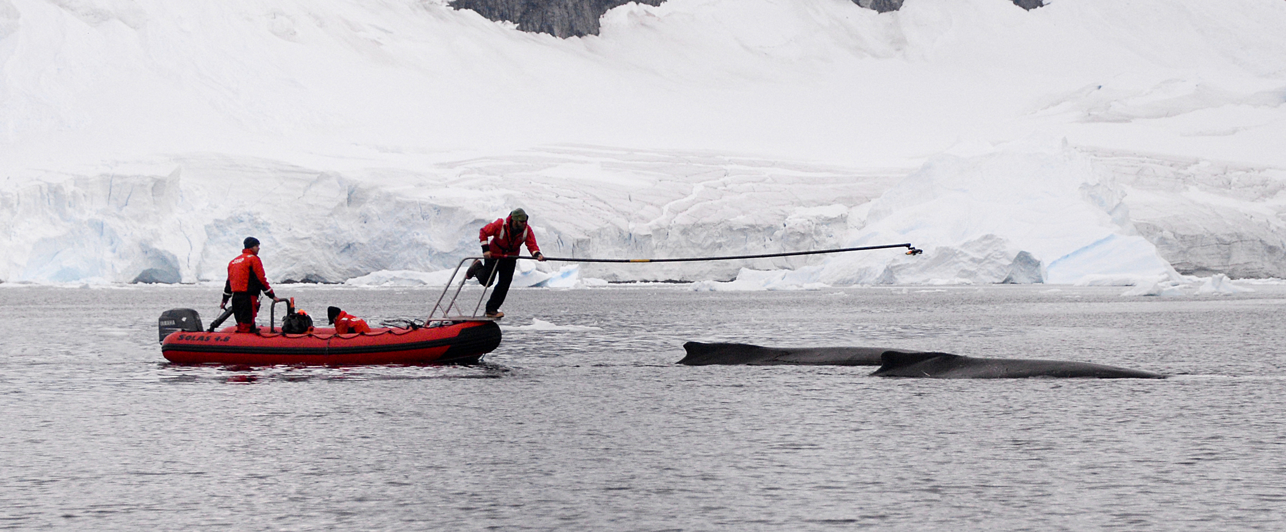 Ari Friedlaender, an ecologist and professor at the University of California, Santa Cruz, deploys a motion-sensing and video-recording tag on a humpback whale in Antarctica’s Andvord Bay. This type of tag records the animal’s underwater movements for 24 to 48 hours and offers a unique glimpse into the whale’s habitat use, feeding strategies and socialization patterns. Credit: Courtesy of Ari Friedlaender