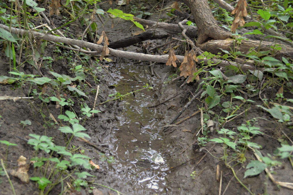 A stream that feeds into Beaver Creek is seen following rainfall. Under proposed amendments to the Clean Water Act, such ephemeral waterways would no longer be protected. Credit: Anika Jane Beamer/Inside Climate News