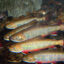 N.C. Wildlife Resources Commissions officials had to rescue dozens of Southern Appalachian Brook Trout from a mountain stream after a cattle farmer allowed as much as 2 feet of sediment to enter the waterway. Credit: U.S. Fish & Wildlife Service
