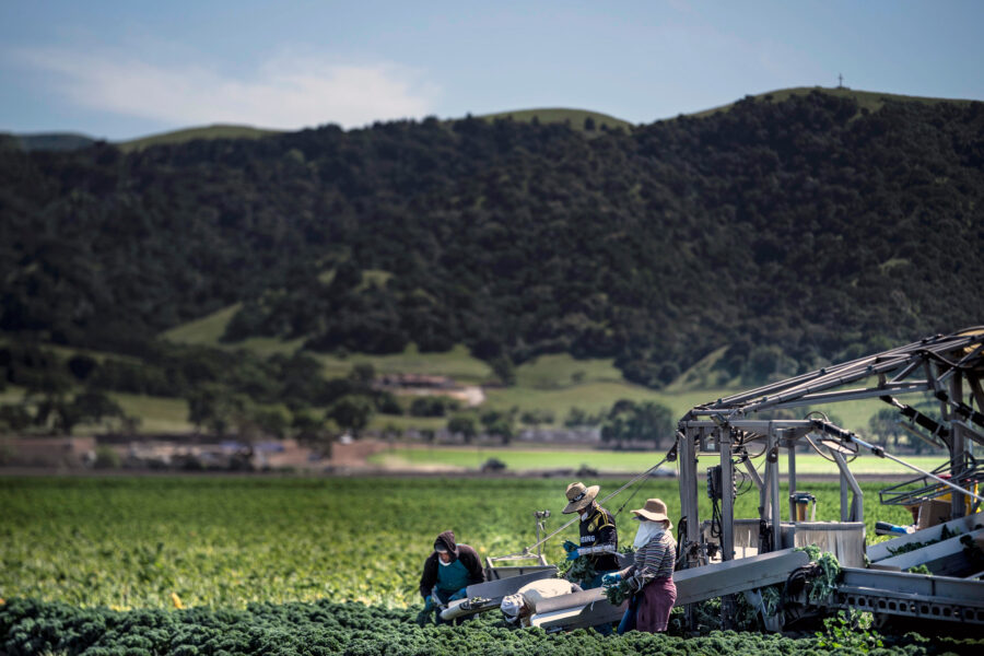 Workers harvest kale on a farm in the Central Valley of Salinas, Calif. Credit: Melina Mara/The Washington Post via Getty Images