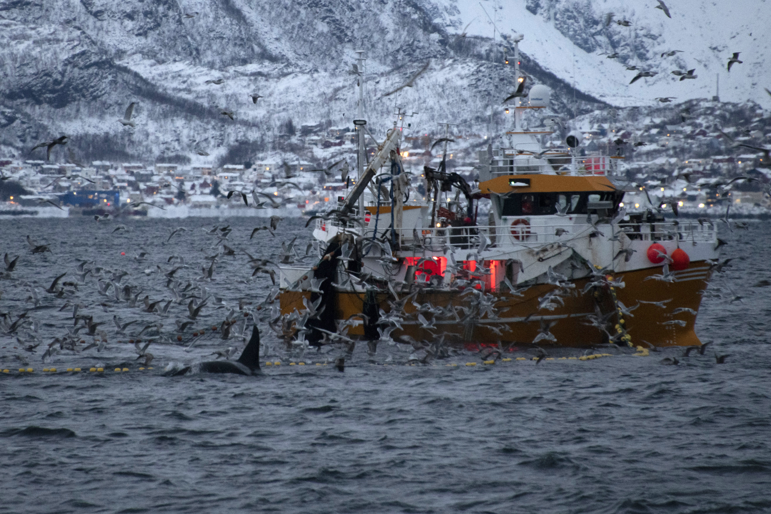 Orcas are seen near a trawler in the fjord of Skjervoy in northern Norway on Nov. 22, 2021. Credit: Olivier Morin/AFP via Getty Images