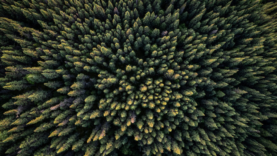 An aerial view shows spruce trees of the Canadian boreal forest west of Baie-Comeau, Quebec. Credit: Ed Jonesed Jones/AFP via Getty Images