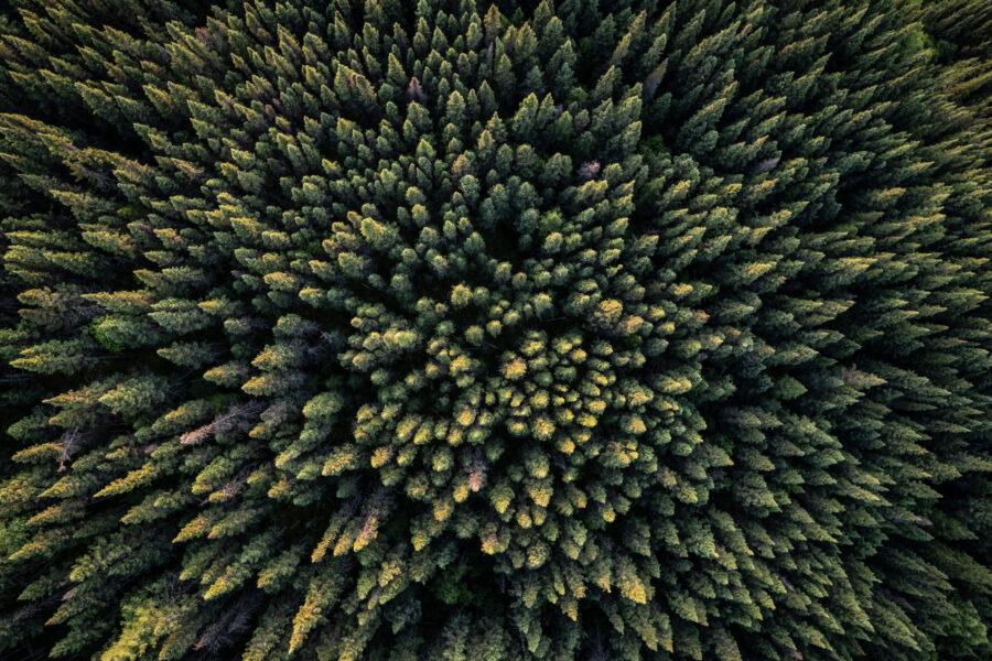 An aerial view shows spruce trees of the Canadian boreal forest west of Baie-Comeau, Quebec. Credit: Ed Jonesed Jones/AFP via Getty Images