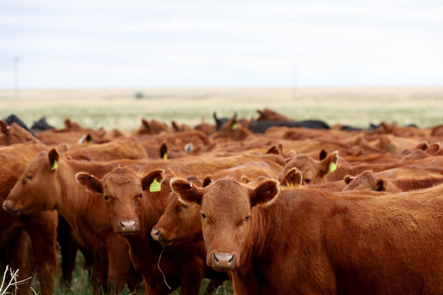 Agriculture Is All Over The Agenda At Climate Week NYC GettyImages 1400551170 1536x1024 