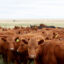 Cattle graze in a pasture using regenerative agriculture techniques at CS Ranch in Cimarron, N.M. Credit: Mario Tama/Getty Images