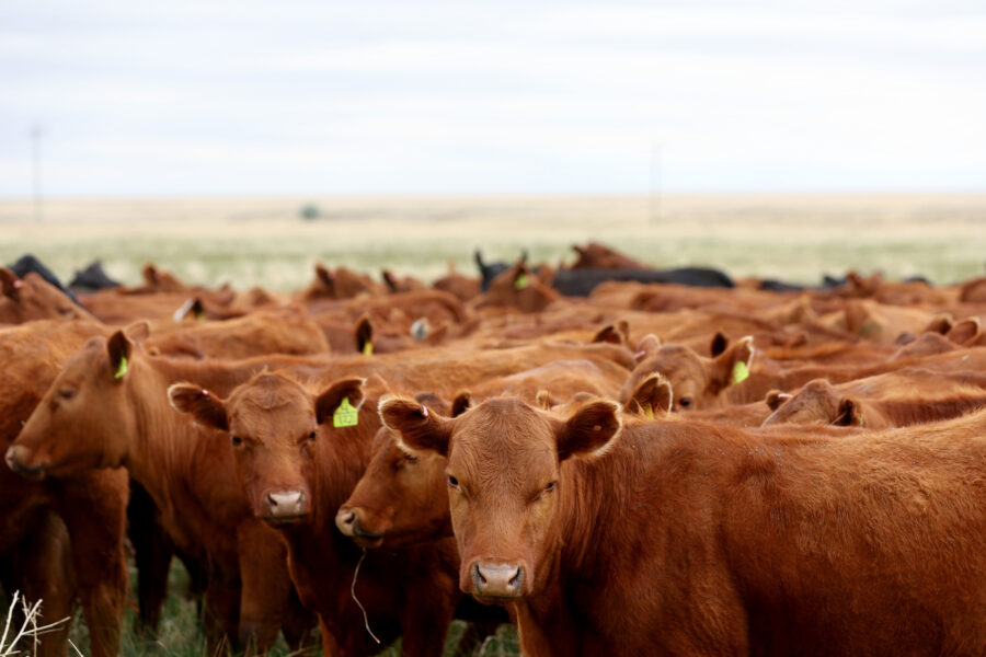 Cattle graze in a pasture using regenerative agriculture techniques at CS Ranch in Cimarron, N.M. Credit: Mario Tama/Getty Images