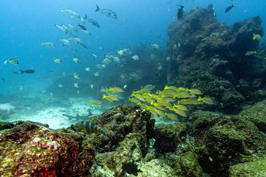 Fish swim underwater at the North Seymour Island dive site in the Galapagos archipelago, Ecuador. Credit: Ernesto Benavides/AFP via Getty Images