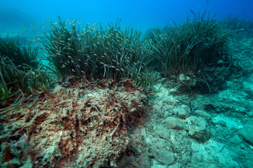 A damaged seagrass meadow is seen underwater in Antalya, Turkey, on Aug. 13, 2024. Credit: Tahsin Ceylan/Anadolu via Getty Images