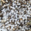 Plastic pellets, known as nurdles, coat the ground at the site of a train derailment near ExxonMobil’s Baytown facility in Texas on Dec. 6, 2024. Credit: Rebekah F. Ward/Houston Chronicle via Getty Images