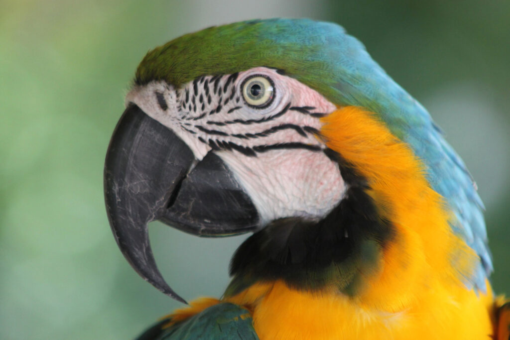 A blue and gold macaw. Nearly all macaw species are threatened, endangered or extinct. Credit: Paula Prist