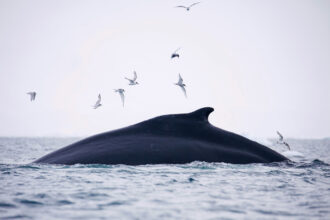 A humpback whale feeds on Antarctic krill in Fournier Bay of the Antarctic Peninsula. Credit: Chris Johnson/WWF-AUS