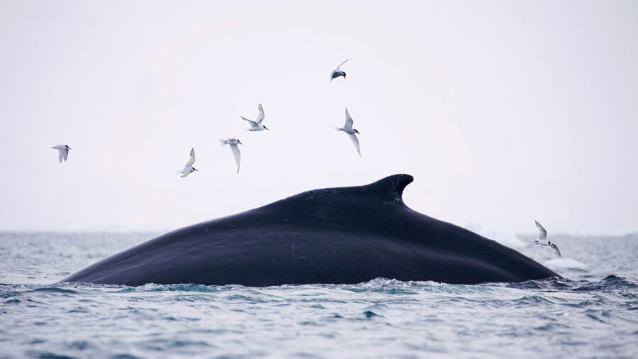 A humpback whale feeds on Antarctic krill in Fournier Bay of the Antarctic Peninsula. Credit: Chris Johnson/WWF-AUS