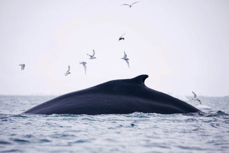 A humpback whale feeds on Antarctic krill in Fournier Bay of the Antarctic Peninsula. Credit: Chris Johnson/WWF-AUS