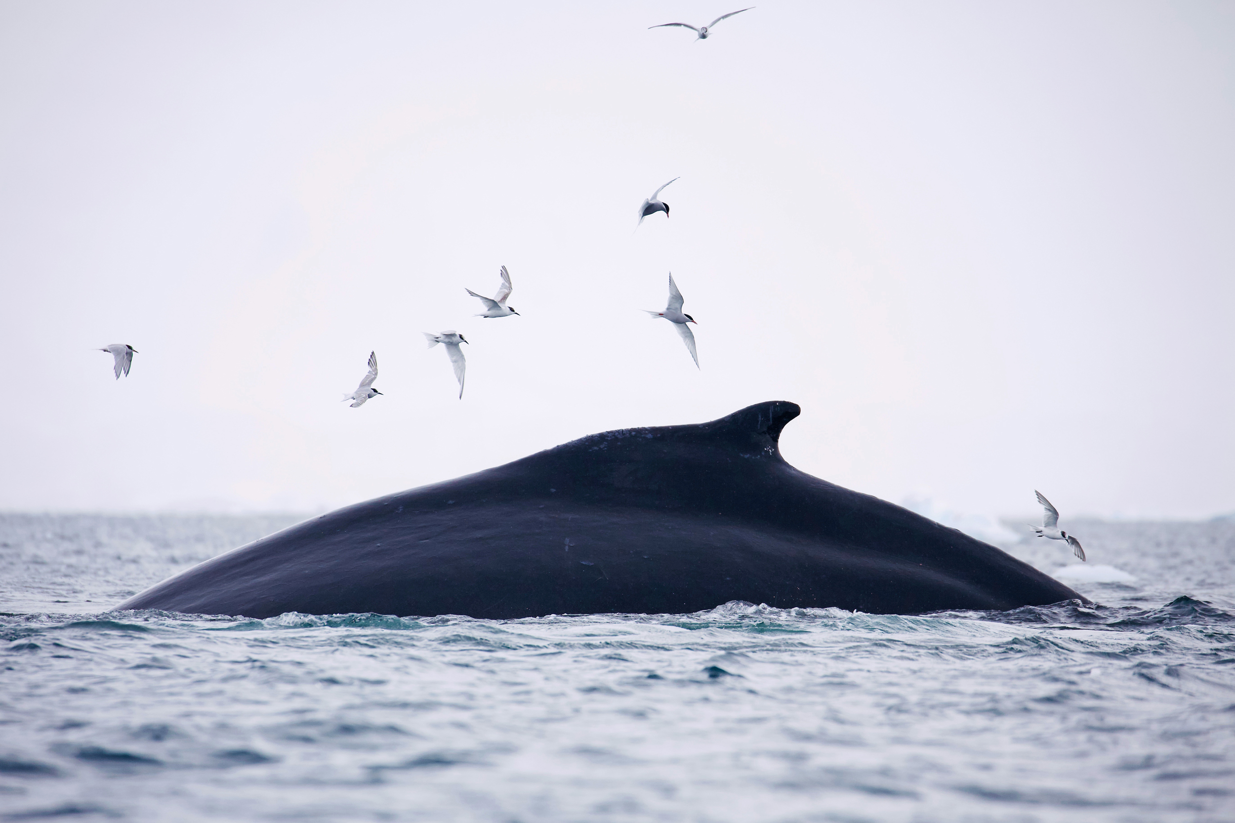 Charting Whale ‘Superhighways’ for Conservation