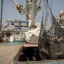 Freshly caught tuna are offloaded from the hold of a fishing vessel in Ghana’s Port of Tema. Credit: Kyle LaFerriere/WWF-US