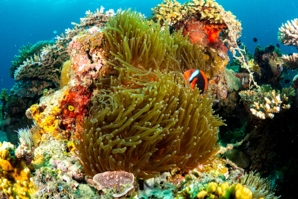 Currently, the world is experiencing the most severe global bleaching event on record, according to NOAA. Some reefs, however, are continuing to thrive. Scientists call these “super reefs.” Around Panaon Island, minimal coral bleaching has occurred, suggesting their higher thermal tolerance. Credit: Danny Ocampo/Oceana Philippines