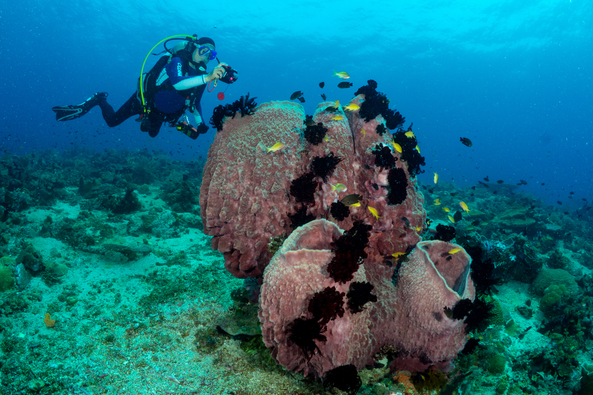 In 2020, researchers from Oceana Philippines conducted a 21-day scientific expedition around Panaon Island. They found the coral reefs had 60 percent live coral cover. That’s three times above the national average. Credit: Danny Ocampo/Oceana Philippines