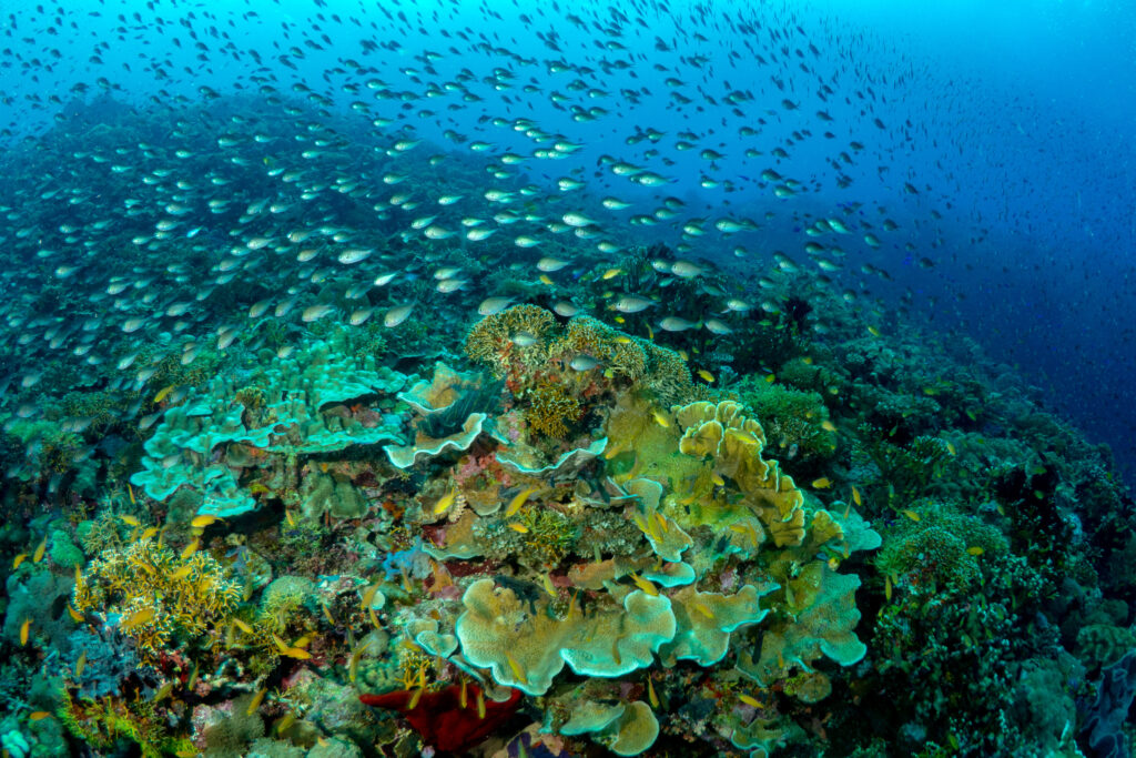 Currently, the world is experiencing the most severe global bleaching event on record, according to NOAA. Some reefs, however, are continuing to thrive. Scientists call these “super reefs.” Around Panaon Island, minimal coral bleaching has occurred, suggesting their higher thermal tolerance. Credit: Danny Ocampo/Oceana Philippines