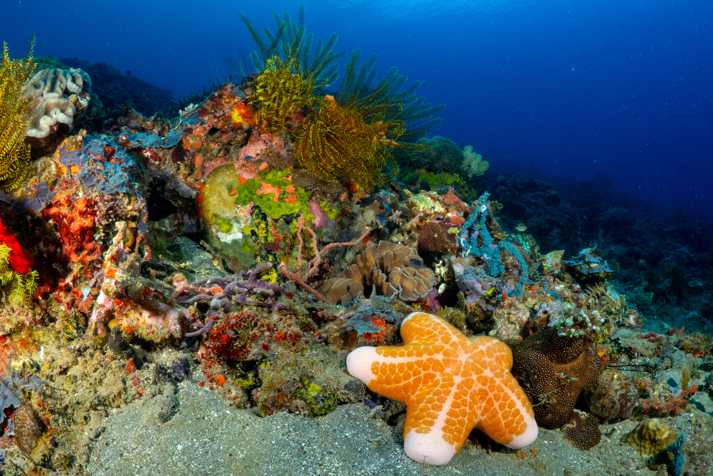 Unlike many reefs in the region, corals around Panaon Island are vibrantly colored and teeming with marine life including juvenile fish, sea anemones, sponges and sea turtles. Credit: Danny Ocampo/Oceana Philippines