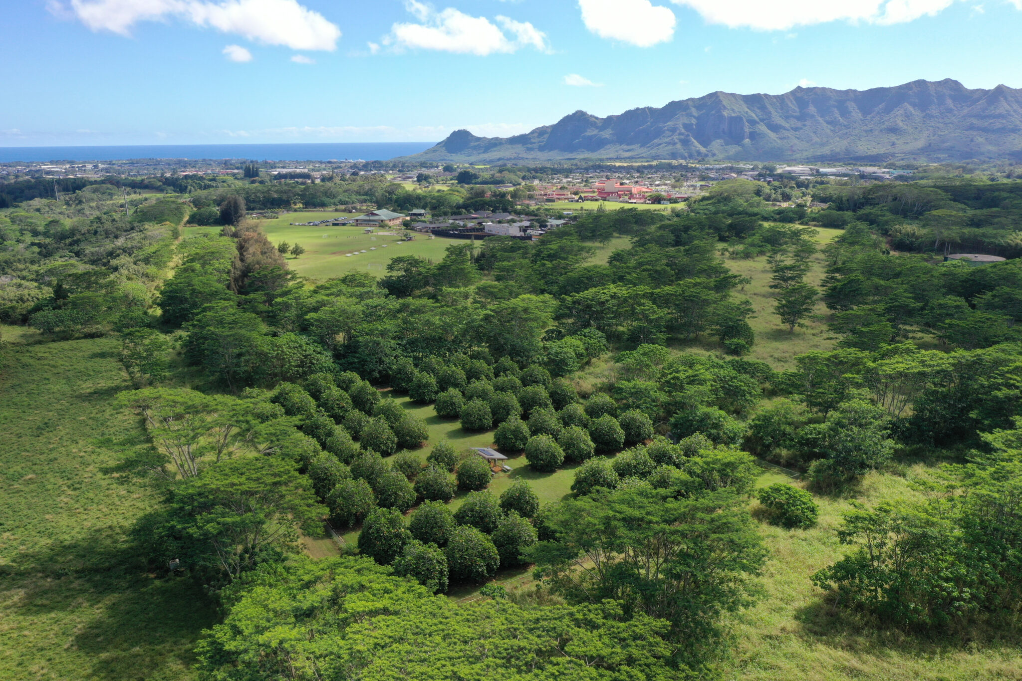 Ulutopia is run by The Breadfruit Institute, a project of the National Tropical Botanical Garden. The institute has been integral to much of the contemporary research into the crop. Credit: Courtesy of NTBG