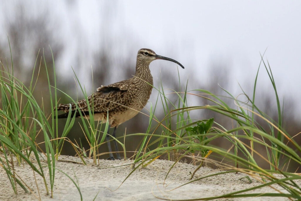 A whimbrel stands on the beach of False Cape State Park in Virginia. Credit: Virginia State Parks