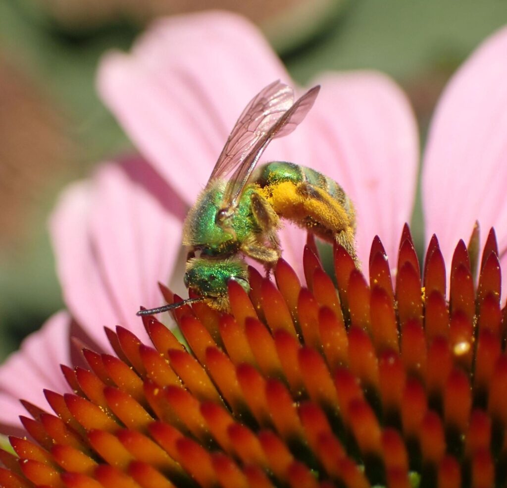For an installment of “Postcards From,” Today’s Climate reader Jett sent in a photo from Oakland, California.  It shows a green-and-yellow bee pollinating a pink and red flower.