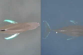 An AI-generated humpback whale (left) is seen next to an actual photo of a humpback whale. This hyperrealistic duplicate shows how far generative AI has come, experts say. Credit: Duke MaRRS Lab