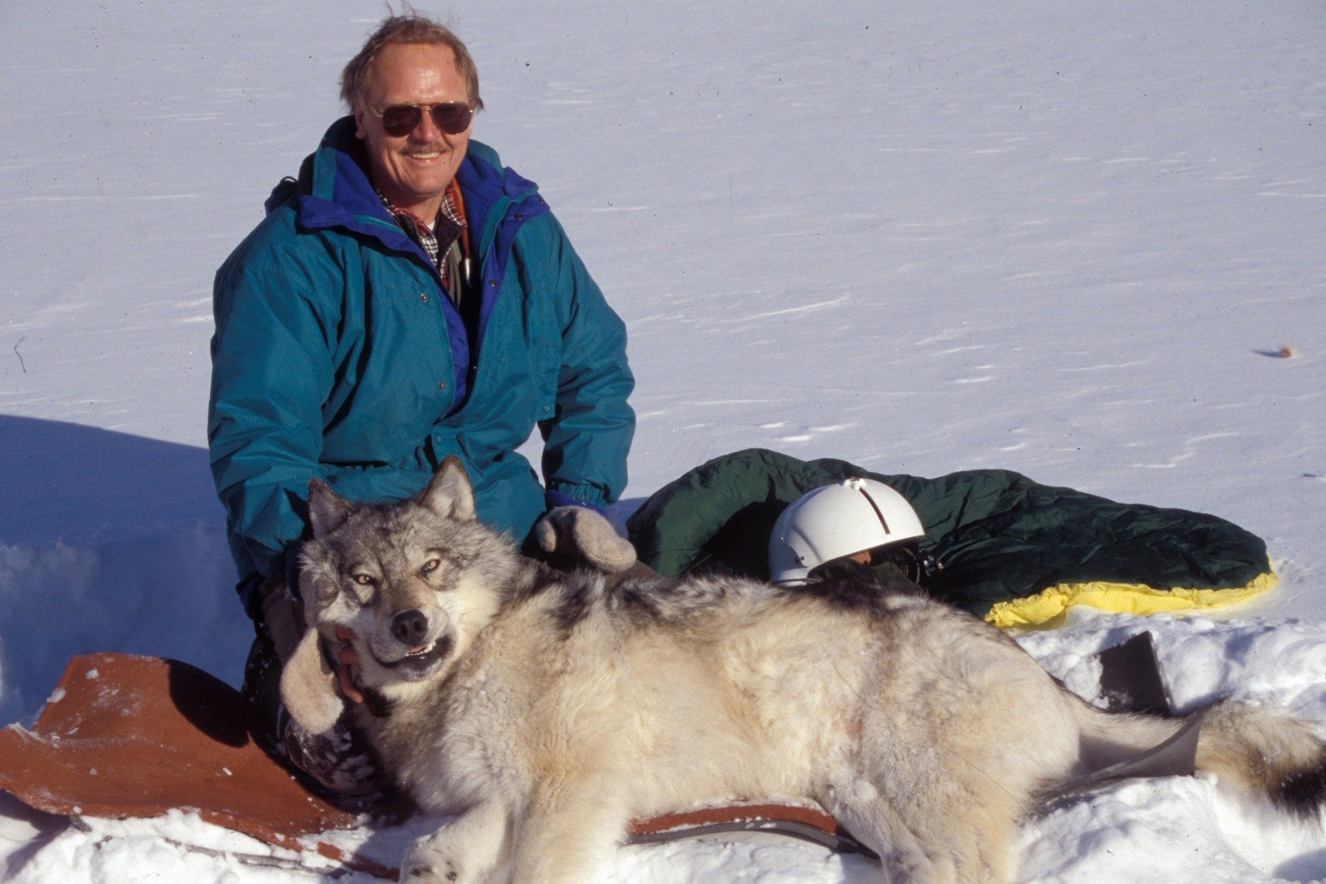 Carter Niemeyer was part of the USFWS team that captured the first Canadian wolves reintroduced in Yellowstone. Credit: Courtesy of Carter Niemeyer