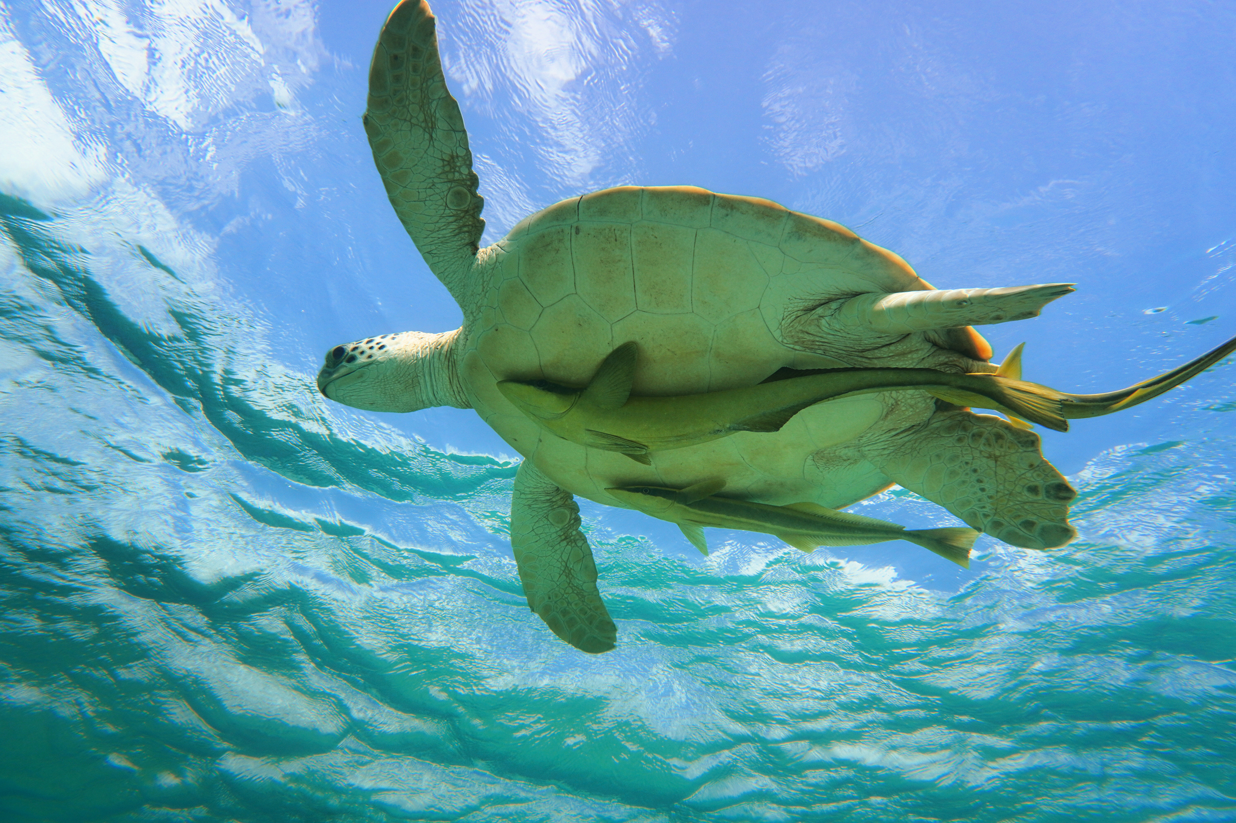 A green sea turtle swims in Turks and Caicos. Credit: Teresa Tomassoni/Inside Climate News