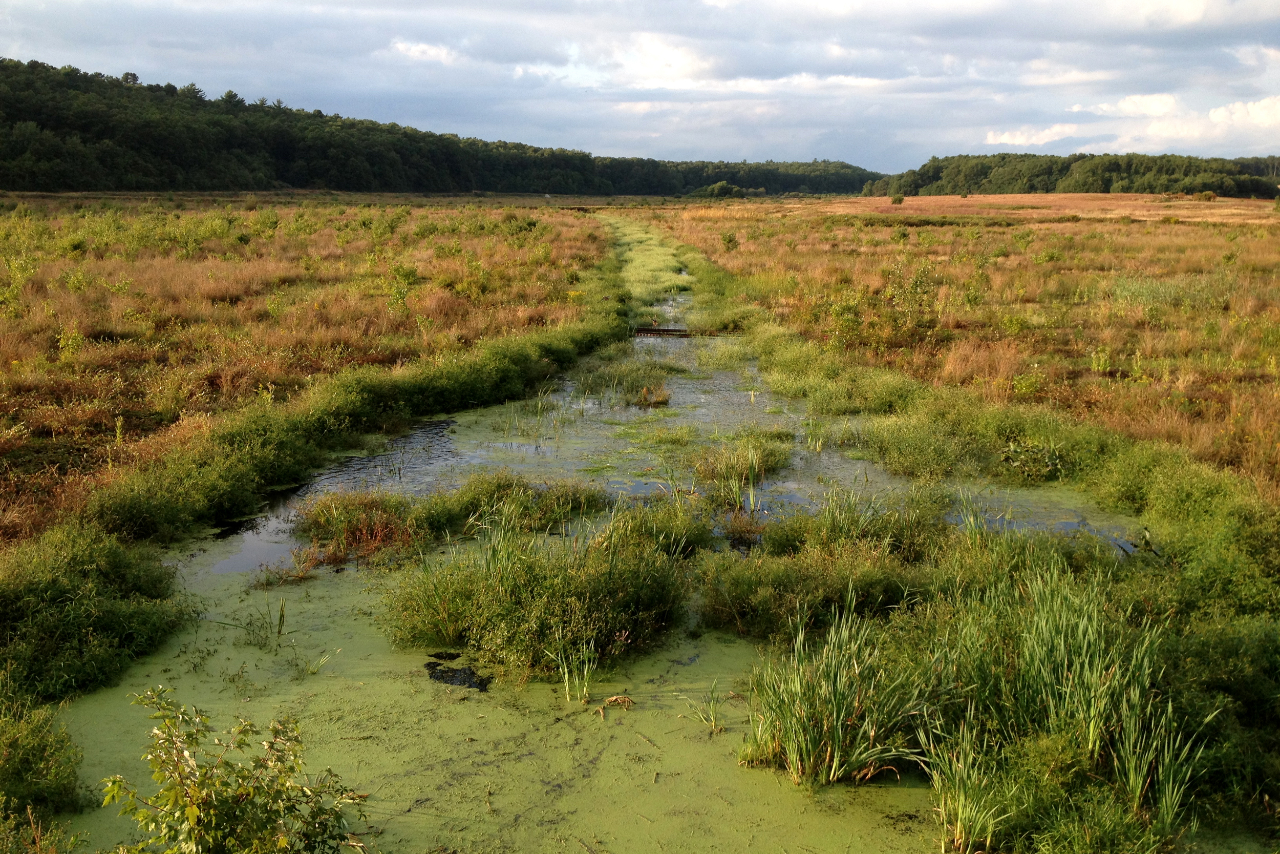 A stream runs through the Tidmarsh Wildlife Sanctuary, where there once were cranberries. Credit: Glorianna Davenport/The Living Observatory
