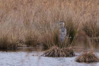 A great blue heron stands at the edge of a restored stream channel in the Tidmarsh Wildlife Sanctuary, which was once a cranberry bog. Credit: Glorianna Davenport/The Living Observatory