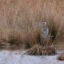 A great blue heron stands at the edge of a restored stream channel in the Tidmarsh Wildlife Sanctuary, which was once a cranberry bog. Credit: Glorianna Davenport/The Living Observatory