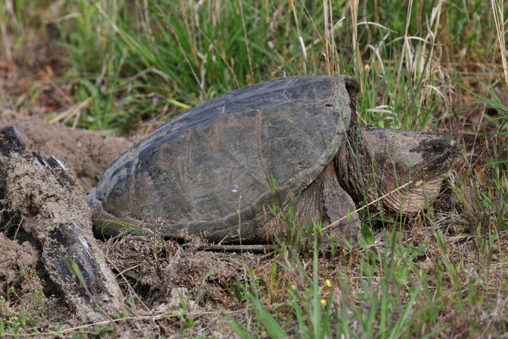 A snapping turtle lays eggs in Tidmarsh Wildlife Sanctuary. Credit: Glorianna Davenport/The Living Observatory
