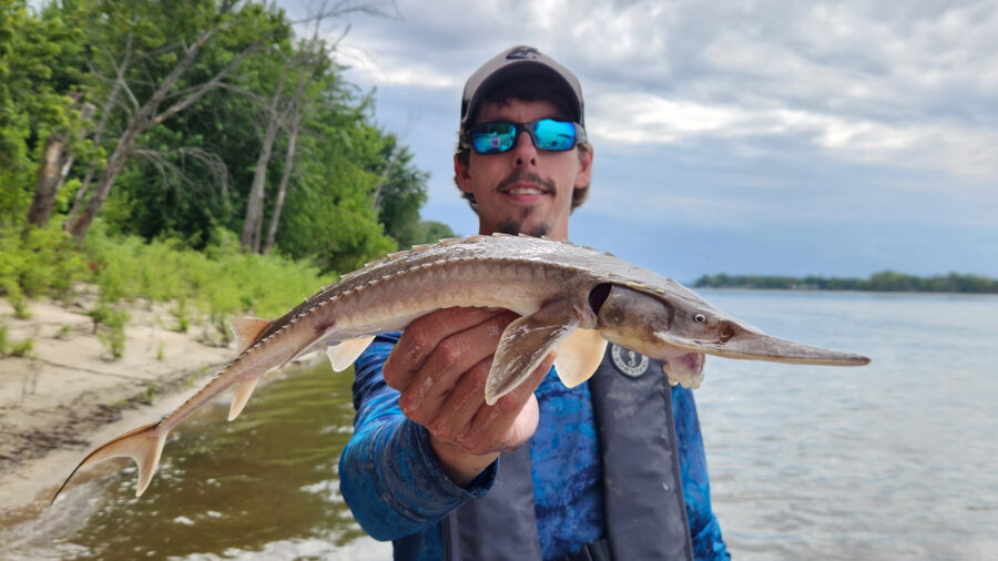 Fish biologist Stefan Tucker, who has worked with sturgeon for 20 years, hopes to apply what he learns about Rock River shovelnoses to other populations. Credit: Illinois Natural History Survey-Illinois River Biological Station