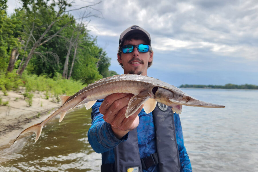 Fish biologist Stefan Tucker, who has worked with sturgeon for 20 years, hopes to apply what he learns about Rock River shovelnoses to other populations. Credit: Illinois Natural History Survey-Illinois River Biological Station