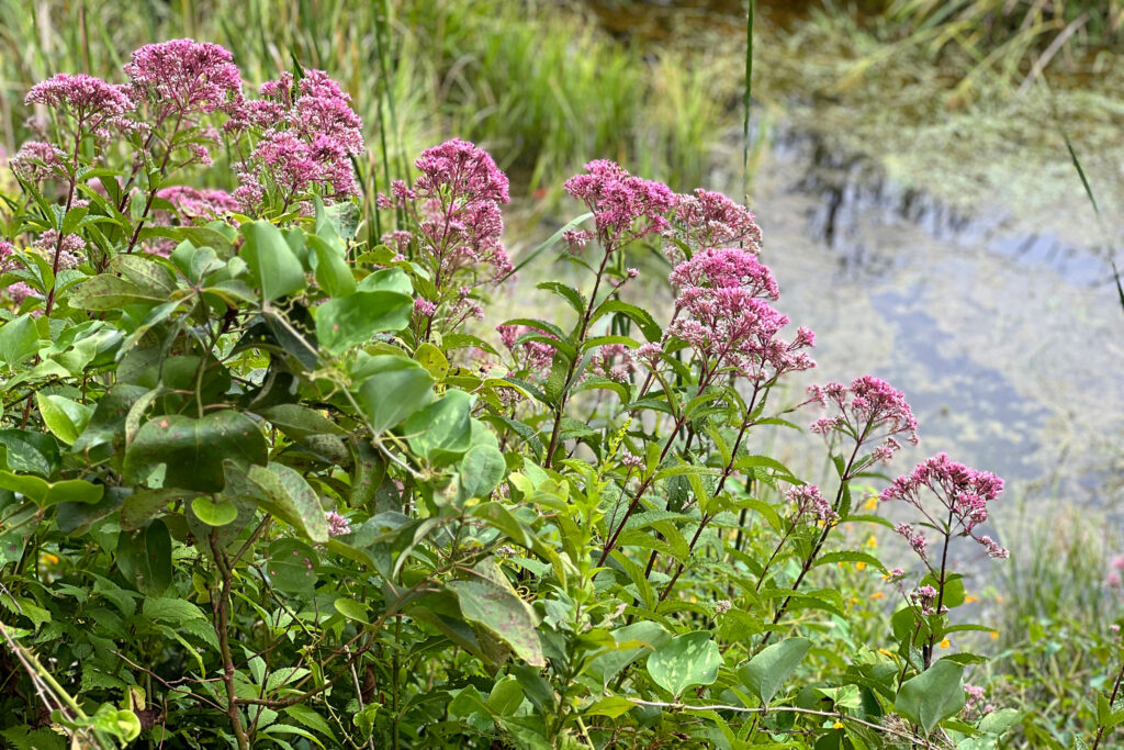 Over 20,000 native plant species were planted in the Tidmarsh restoration project, increasing the area’s biodiversity and encouraging pollinators. Credit: Glorianna Davenport/The Living Observatory