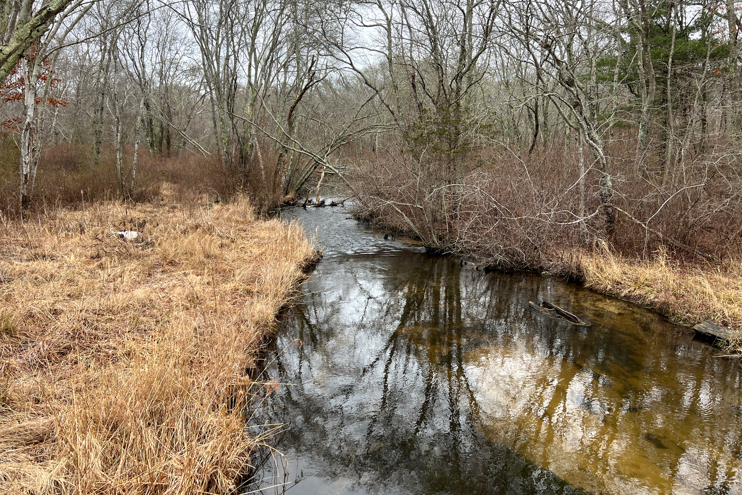A stream runs through the restored Tidmarsh Wildlife Sanctuary. Credit: Glorianna Davenport/The Living Observatory