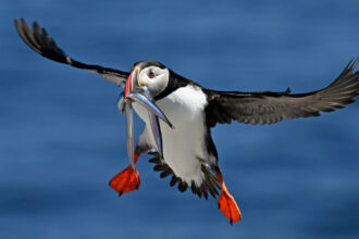 A Puffin delivers sand lance to a chick on Maine’s Seal Island. Credit: Derrick Jackson/The Equation